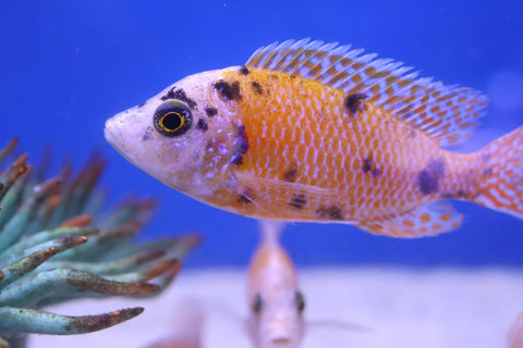 Assorted Peacock Cichlid (Aulonocara) 9cm