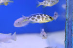 Giraffe Hap Cichlid (Nimbochromis venustus) 5cm