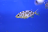 Giraffe Hap Cichlid (Nimbochromis venustus) 5cm