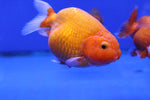 Ranchu Goldfish (Carassius Auratus) 11cm A Grade