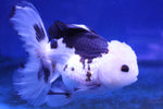 Premium Oranda Goldfish (Carassius Auratus) 12cm