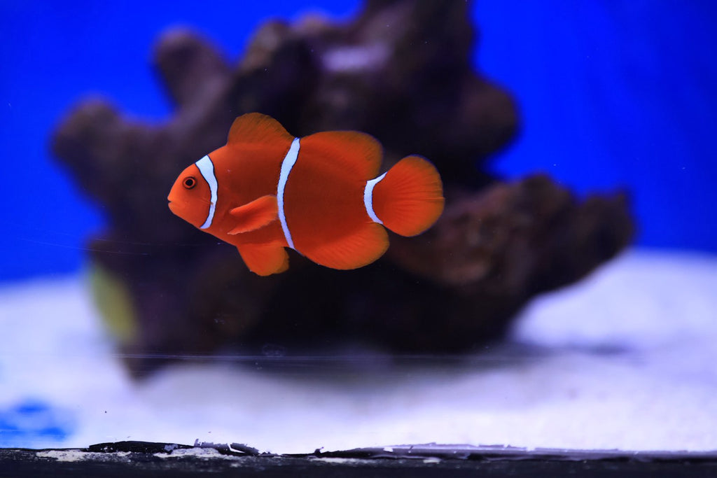 White Bar Maroon Clownfish Pair (Amphiprion biaculeatus)