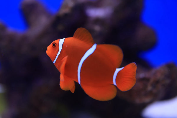 White Bar Maroon Clownfish Pair (Amphiprion biaculeatus)