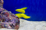 Yellow Coris Wrasse (Coris picta)