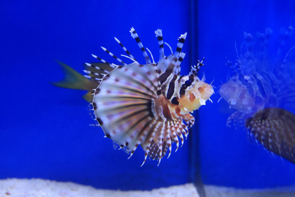 Zebra Lionfish (Dendrochirus zebra)