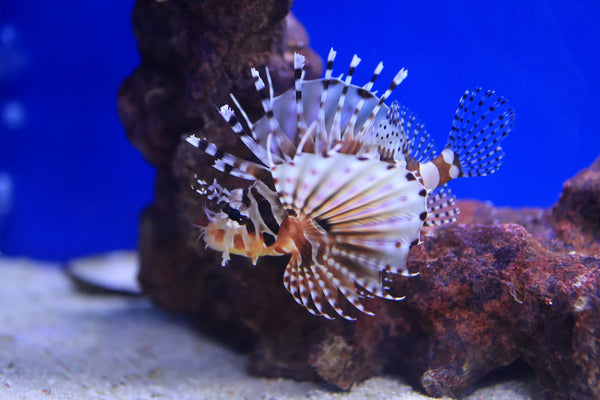Zebra Lionfish (Dendrochirus zebra)