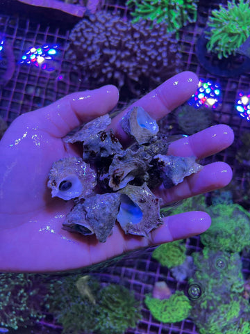 Buy premium reef-safe fish food at Hurstville Aquarium