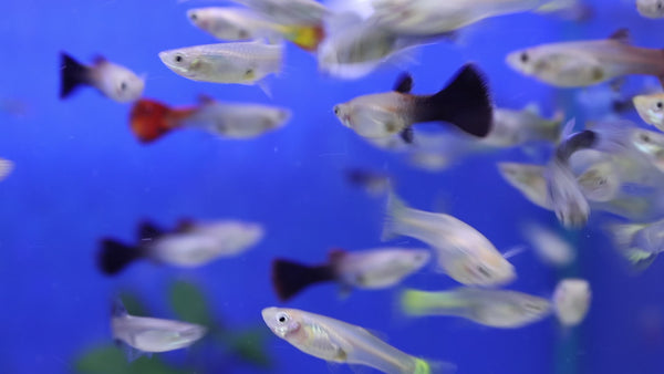 Get expert fish tank advice at Hurstville Aquarium