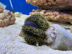 Tuxedo Urchin (Mespilia Globulus)